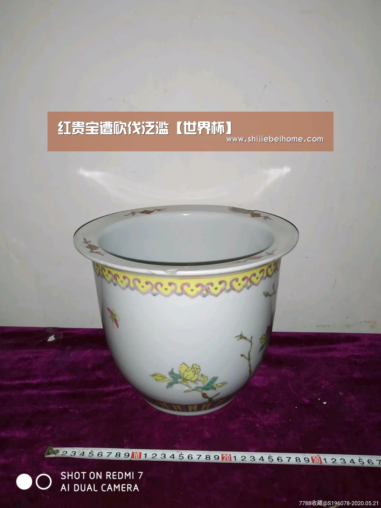 红贵宝遭砍伐泛滥【世界杯】